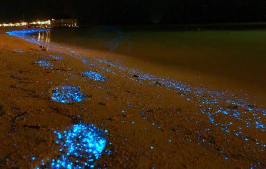 sea of stars vaadhoo island maldives