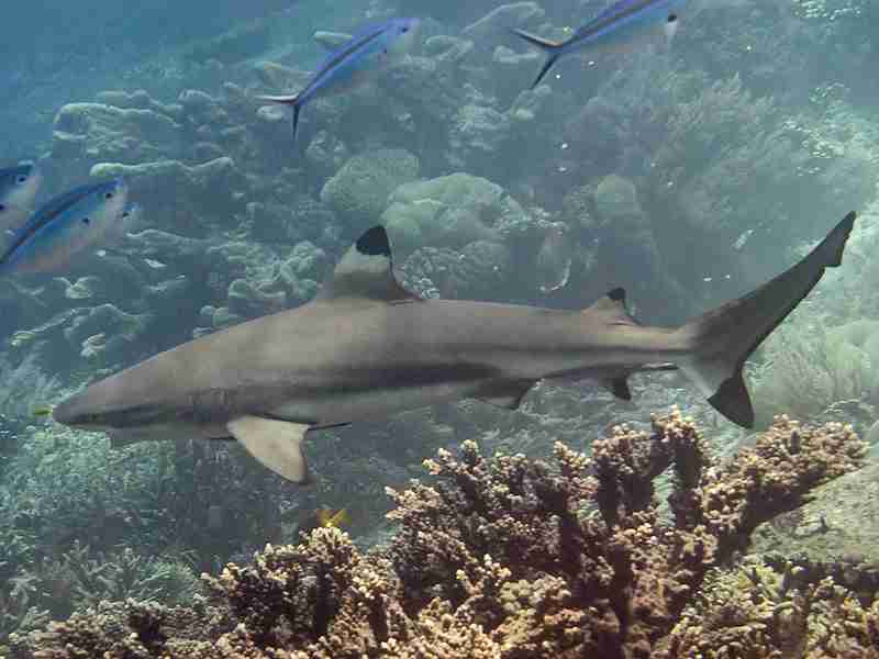 Black Tip Reef 