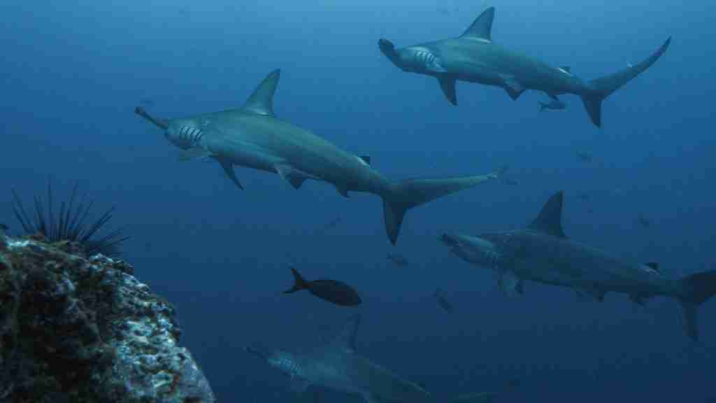 Hammerhead sharks