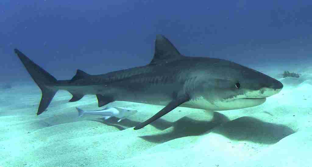 Tiger Shark