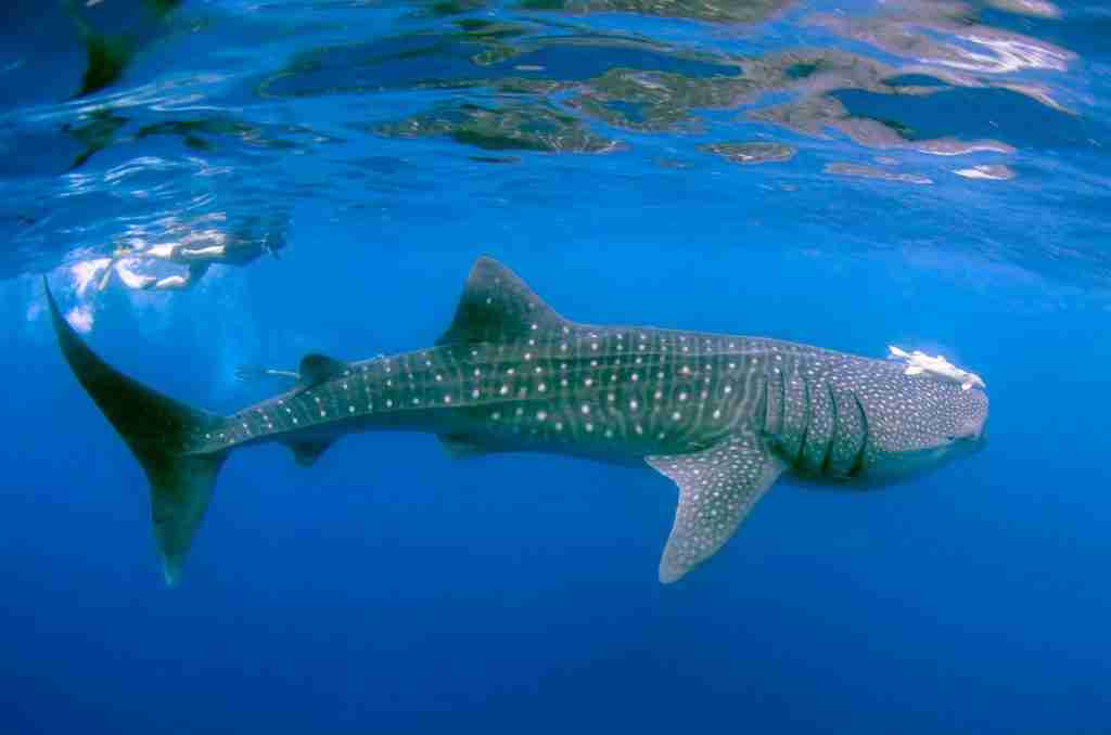 Whale Shark  Maldives