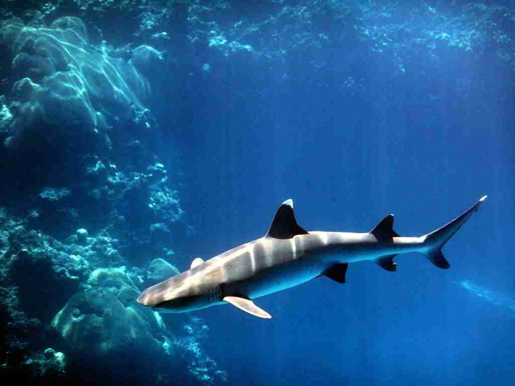 White Tip Reef Shark