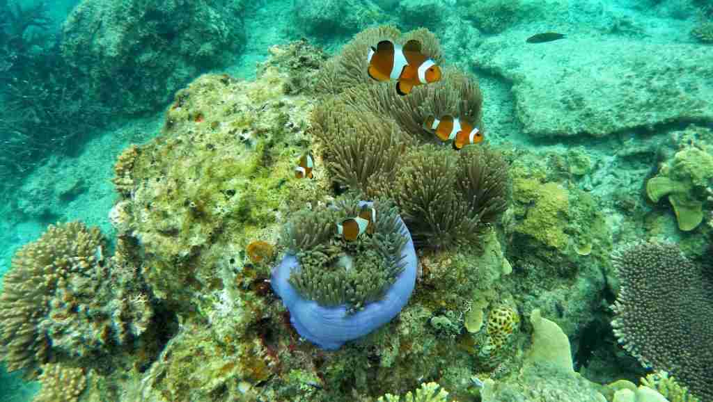 diving in the maldives