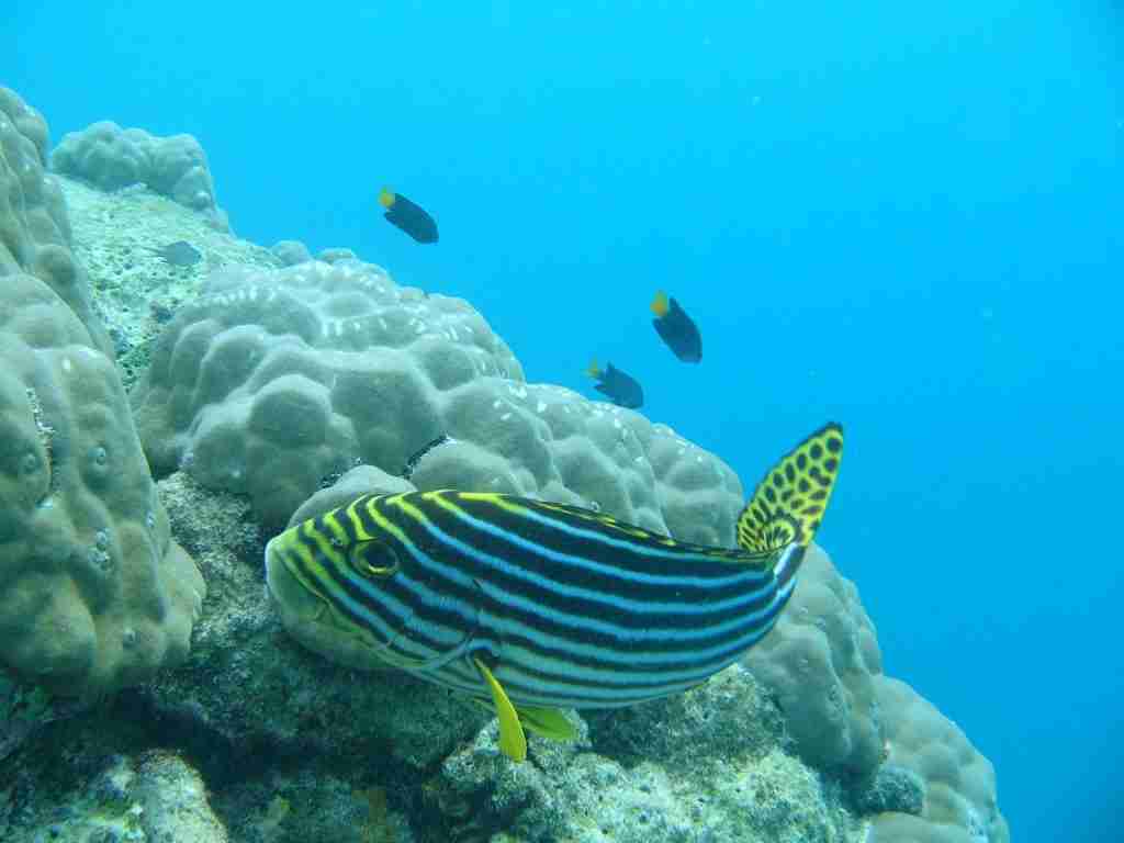 diving in the maldives