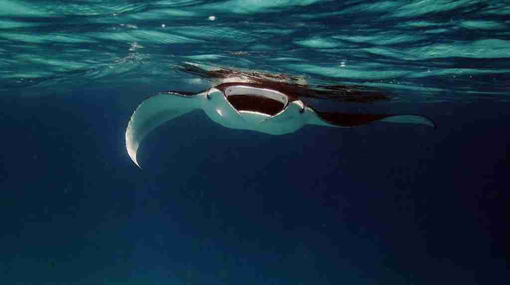 manta-ray | diving in the maldives