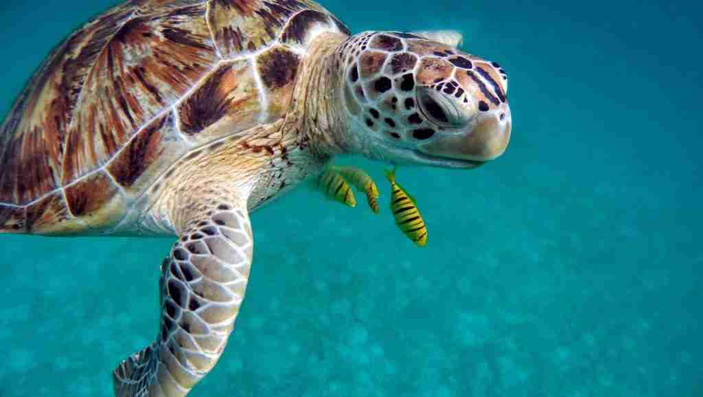 water-turtle | top 20 Diving sites in the Maldives