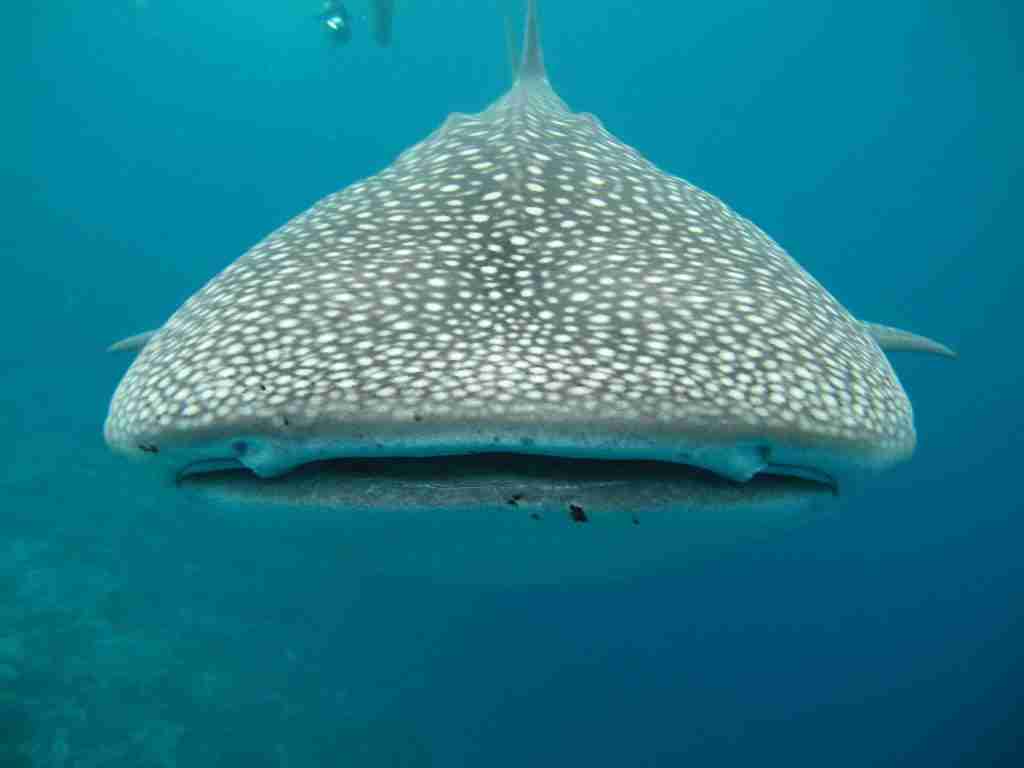 whale-shark-maldives