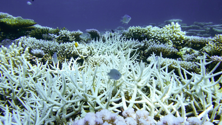 coral-bleaching-maldives-Photo Credit: Credit: Wikimedia Commons,Australian Institute of Marine Science‏,James Gilmour