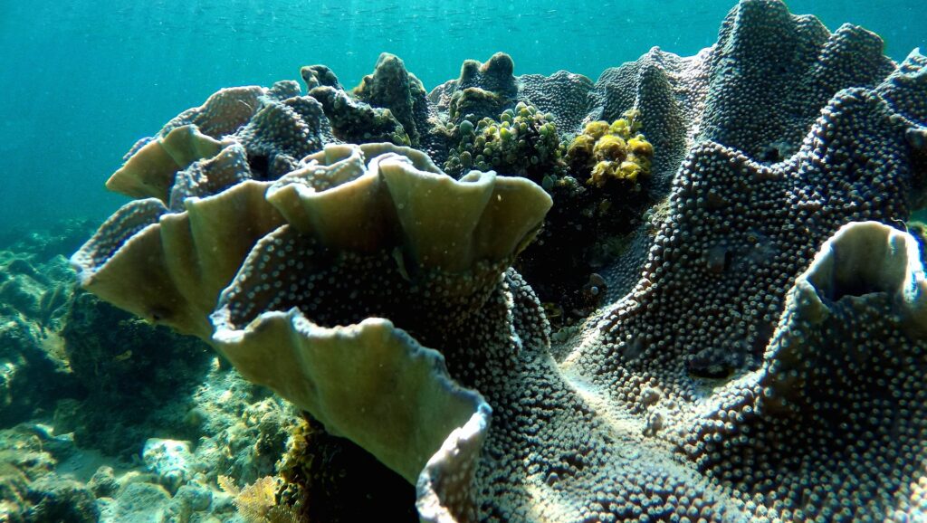 Coral Reefs