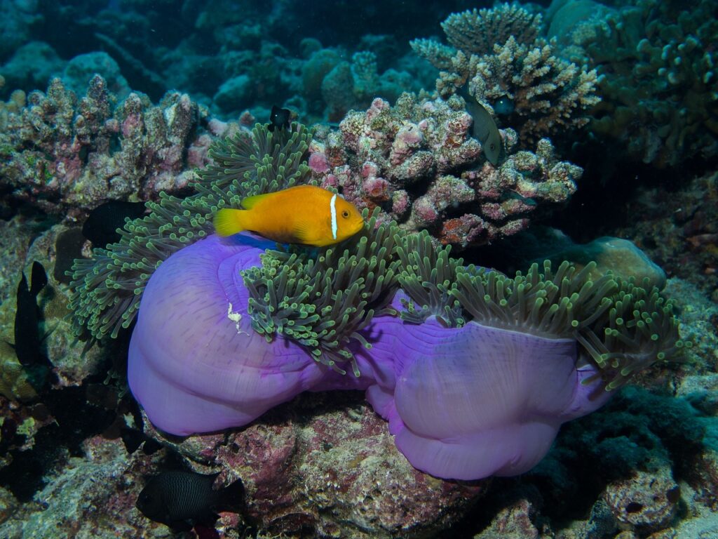 underwater-Corals Role in Marine Life