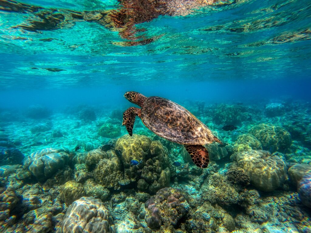 Baa Atoll UNESCO Biosphere Reserve